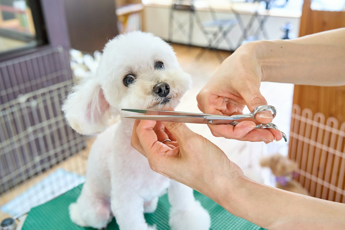 Cuidado com a pelagem de um cachorro